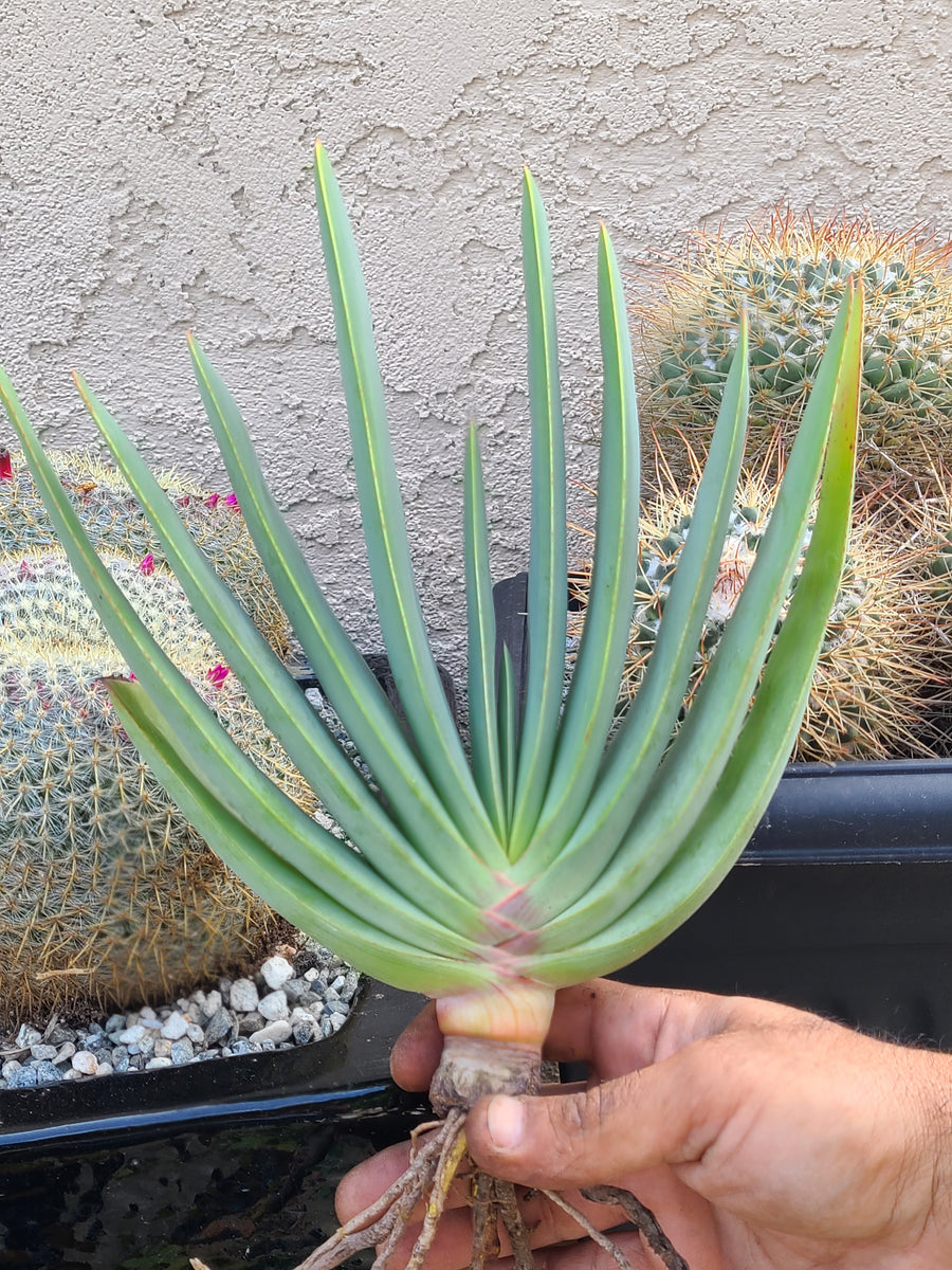 Aloe Plicatilis – AceMegaSucculents