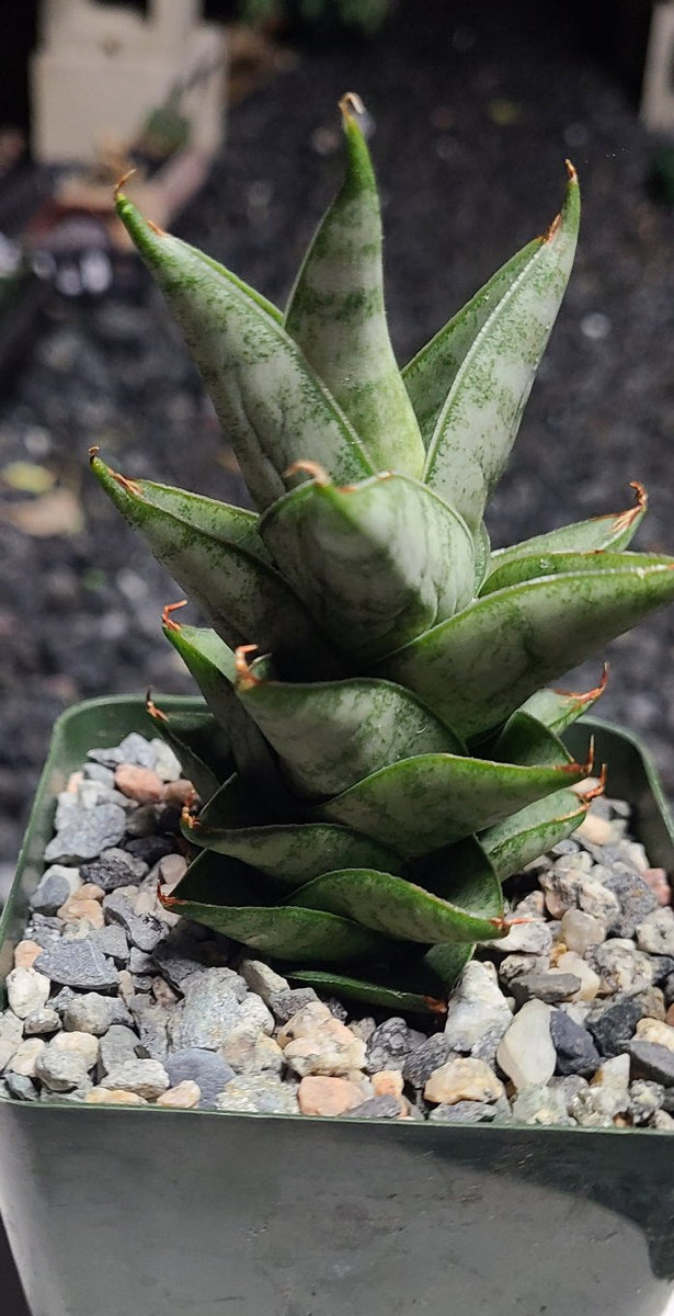 sansevieria pagoda hybrid Sanveria Pagoda Hybrid 4