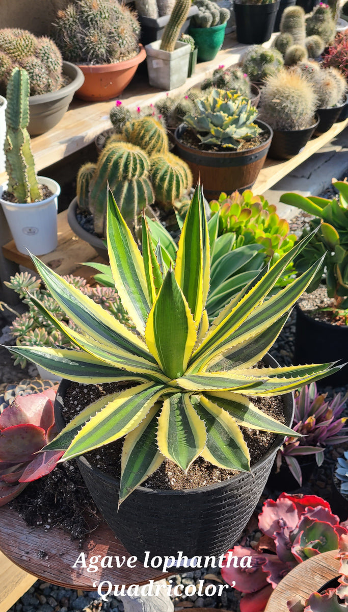 agave lophantha Agave lophantha 'Quadricolor' 5gal. – AceMegaSucculents