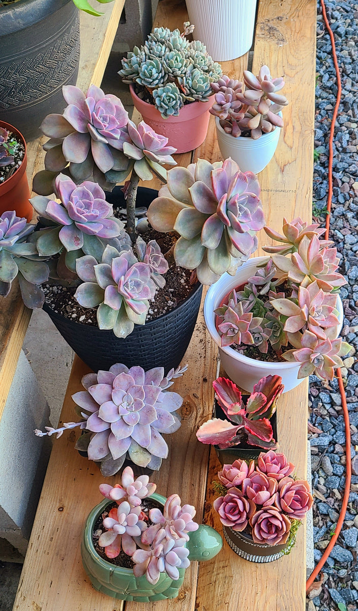 Echeveria Purple Delight – AceMegaSucculents