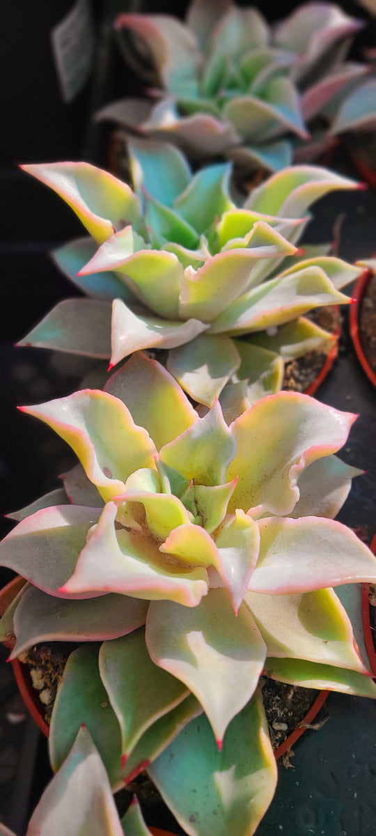 madiba succulent Echeveria Madiba – AceMegaSucculents