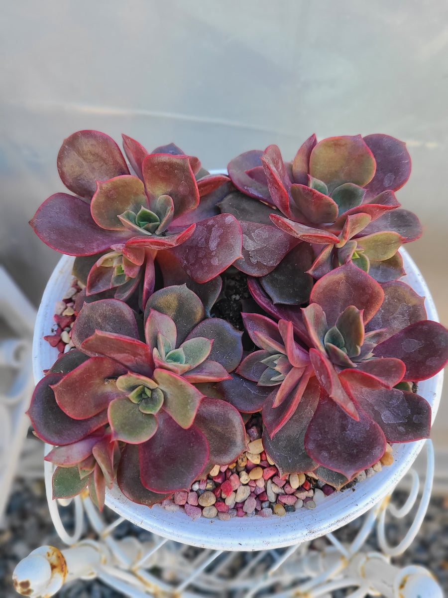 plant red ball from succulent Echeveria Vampire red ball 4" – AceMegaSucculents