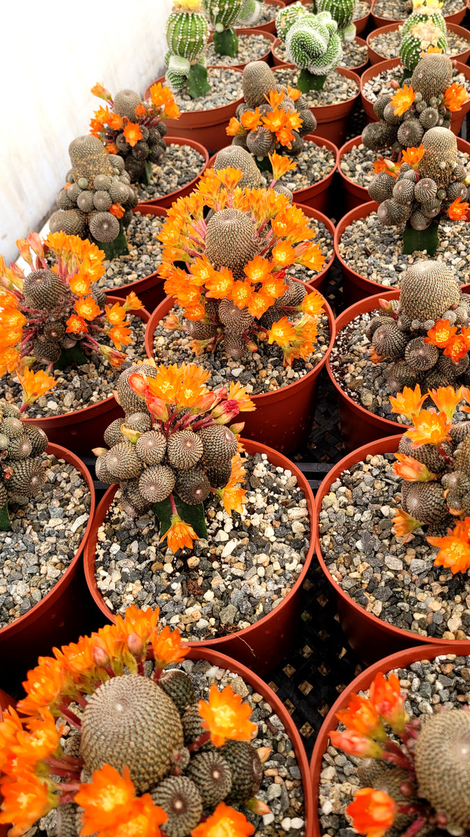rebutia heliosa cactus Rebutia Heliosa – AceMegaSucculents