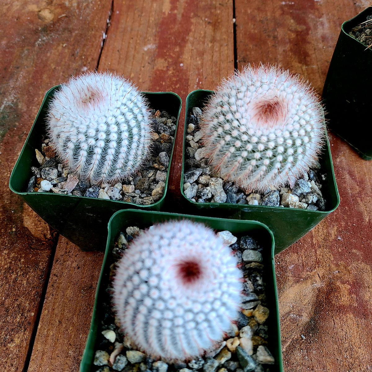Notocactus Scopa v. Morellei Cact – AceMegaSucculents