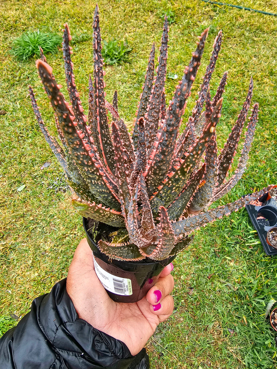 purple people eater succulent Aloe "Purple People Eater" – AceMegaSucculents