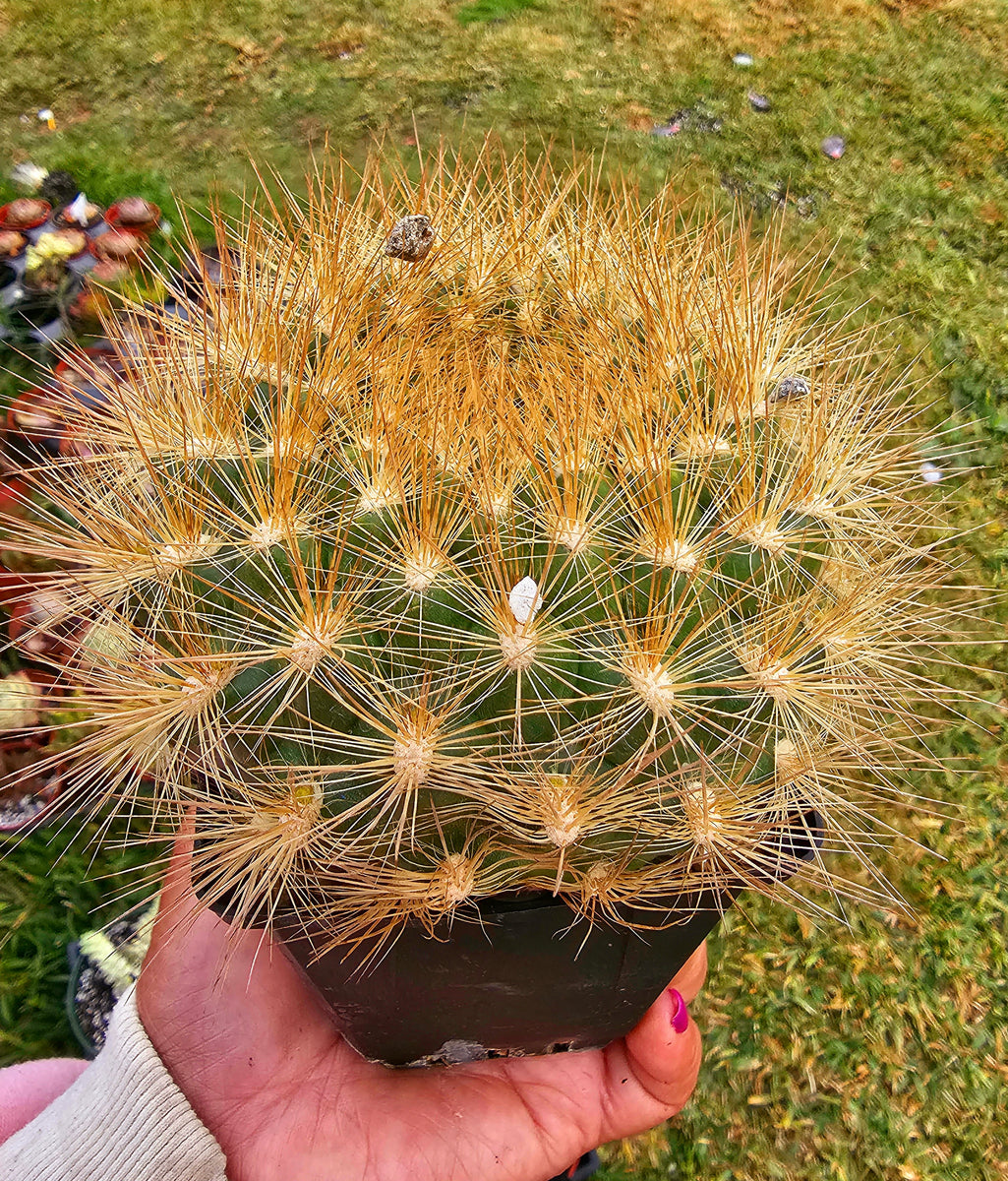 Cacti / Neochilenia chilensis flaviflora – AceMegaSucculents