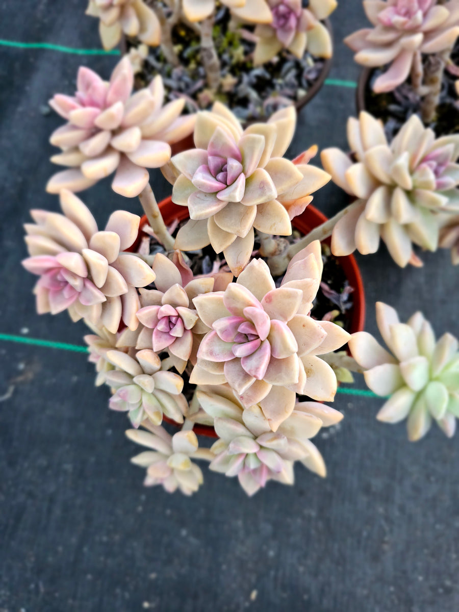 ghost plant succulent sunlight Graptopetalum Paraguayense Ghost Plant – AceMegaSucculents