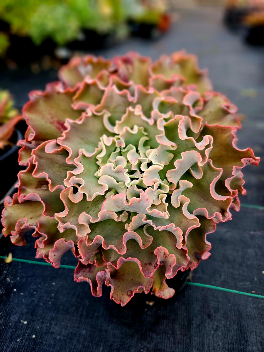 first lady succulent Echeveria "First Lady" – AceMegaSucculents