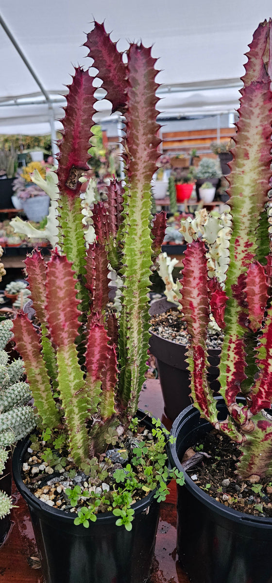 african succulent tree Euphorbia Trigona "African Milk Tree" – AceMegaSucculents