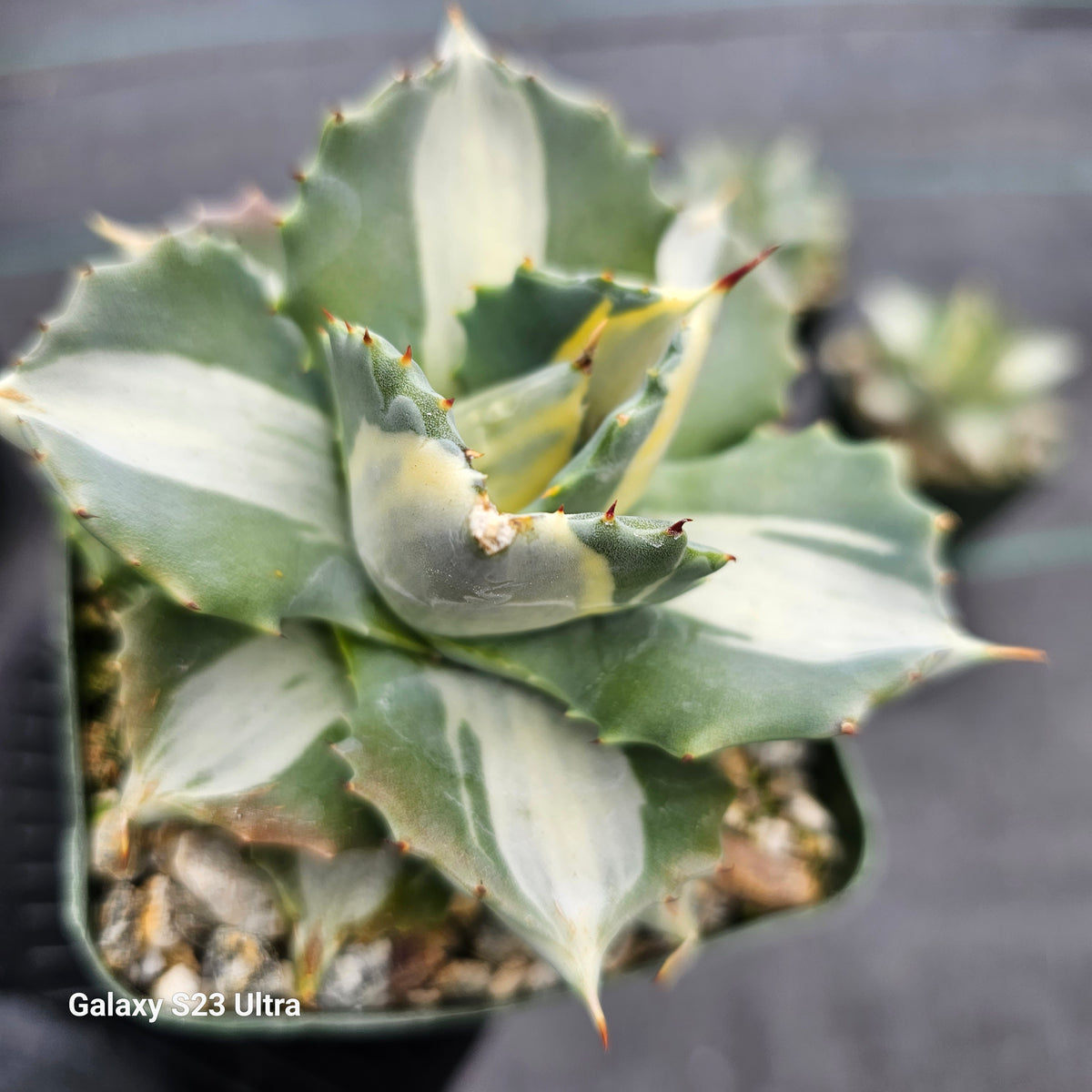 Agave “Isthmensis × eborispina“ 20230403_132144_1200x1200.jpg?
