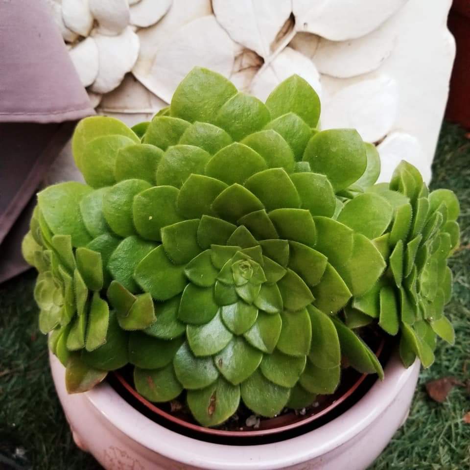 plate plant succulent Aeonium Dinner Plate – AceMegaSucculents