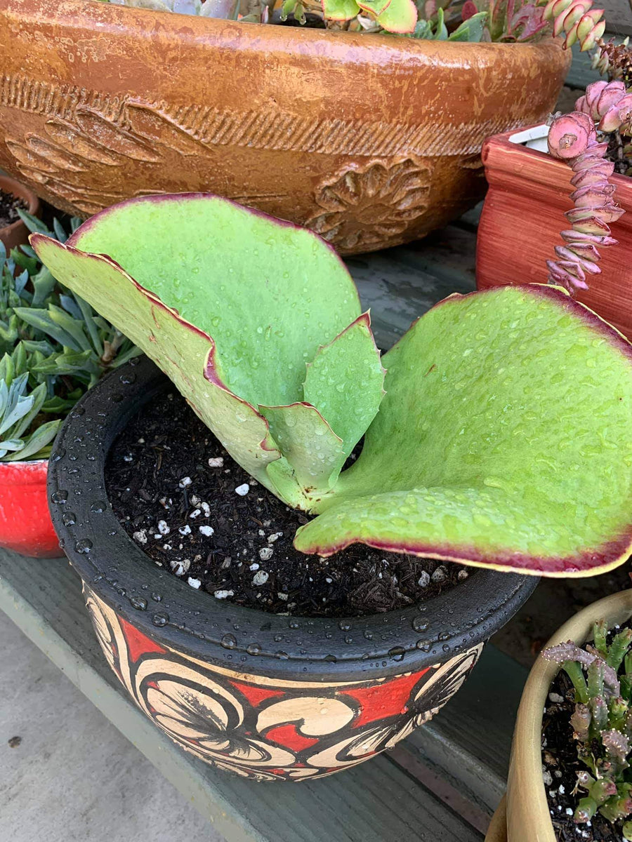 Kalanchoe synsepala / walking kalanchoe – AceMegaSucculents