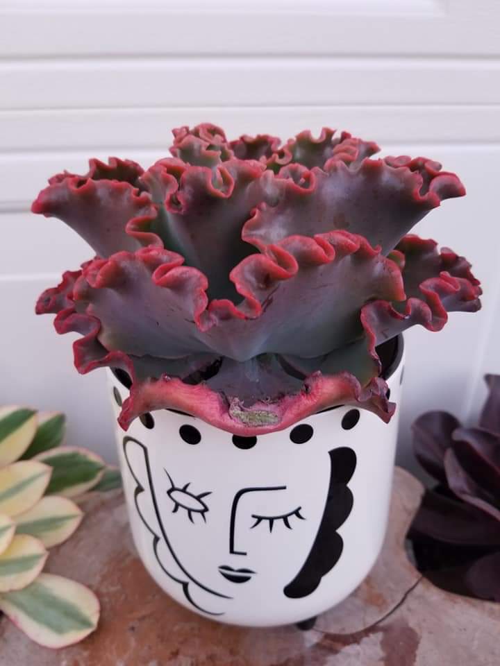 sea dragon succulent for sale Echeveria "Crimson" – AceMegaSucculents