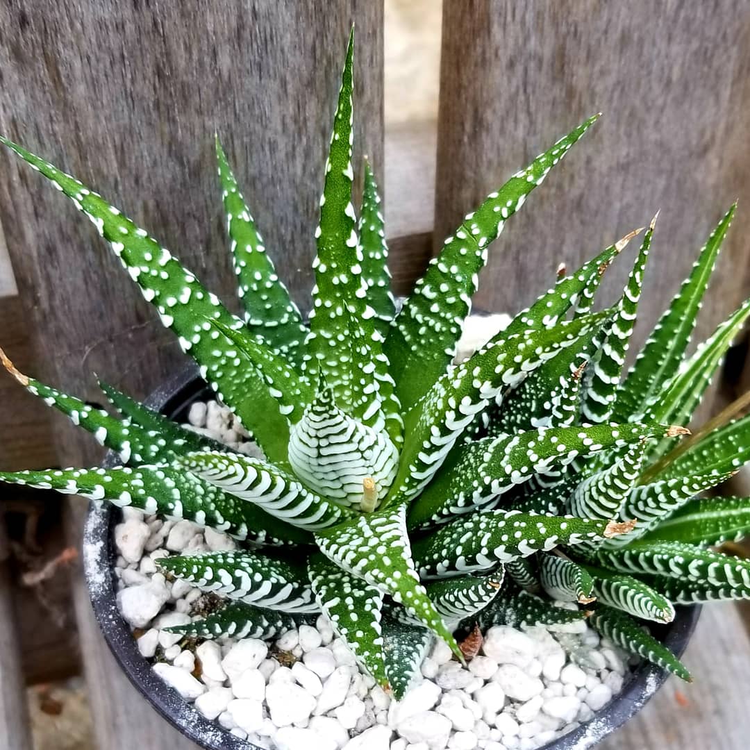 succulent haworthia zebra Haworthia Fasciata Zebra Plant – AceMegaSucculents
