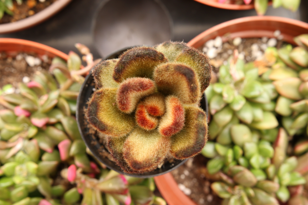 succulent teddy bear Kalanchoe Tomentosa Teddy Bear 2.5