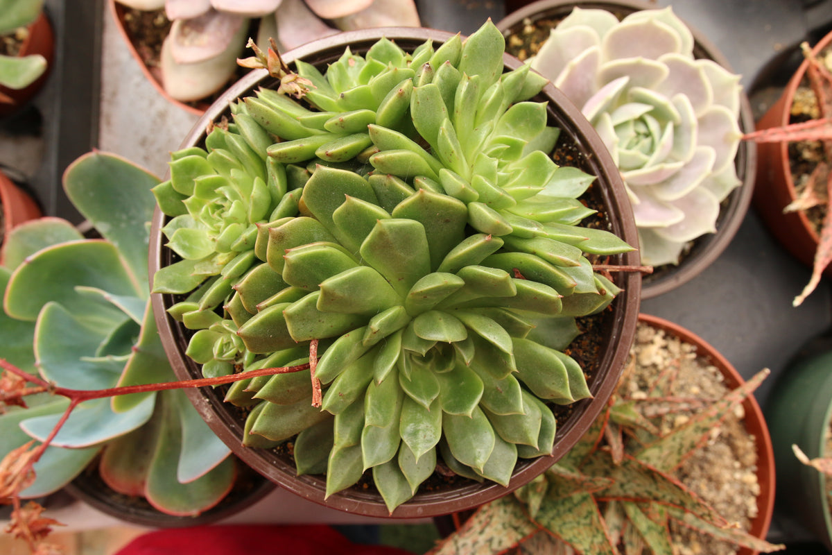 graptoveria olivia succulent Echeveria Olivia – AceMegaSucculents