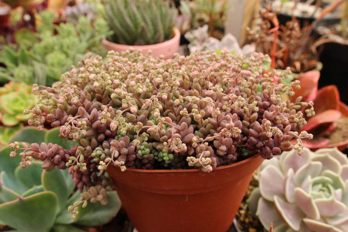 ace mega succulents Sedum Dasyphyllum Minor 6