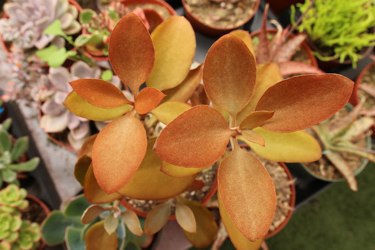Kalanchoe Orgyalis Copper Spoon 6
