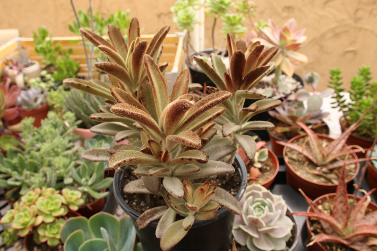 chocolate soldier succulent plants Kalanchoe Tomentosa Chocolate Soldier 1 gal – AceMegaSucculents