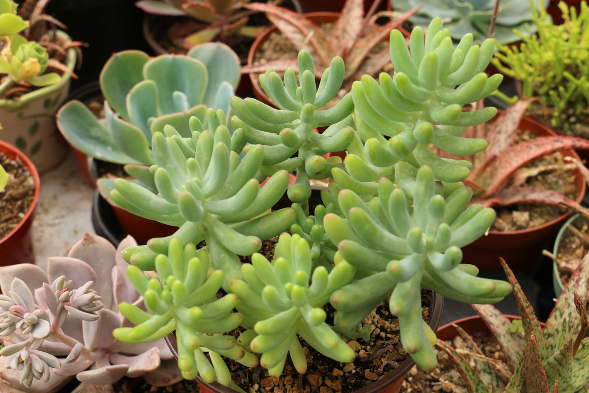 pachyphyllum succulent Sedum Pachyphyllum 6
