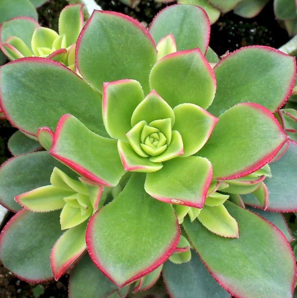 Aeonium Kiwi – AceMegaSucculents