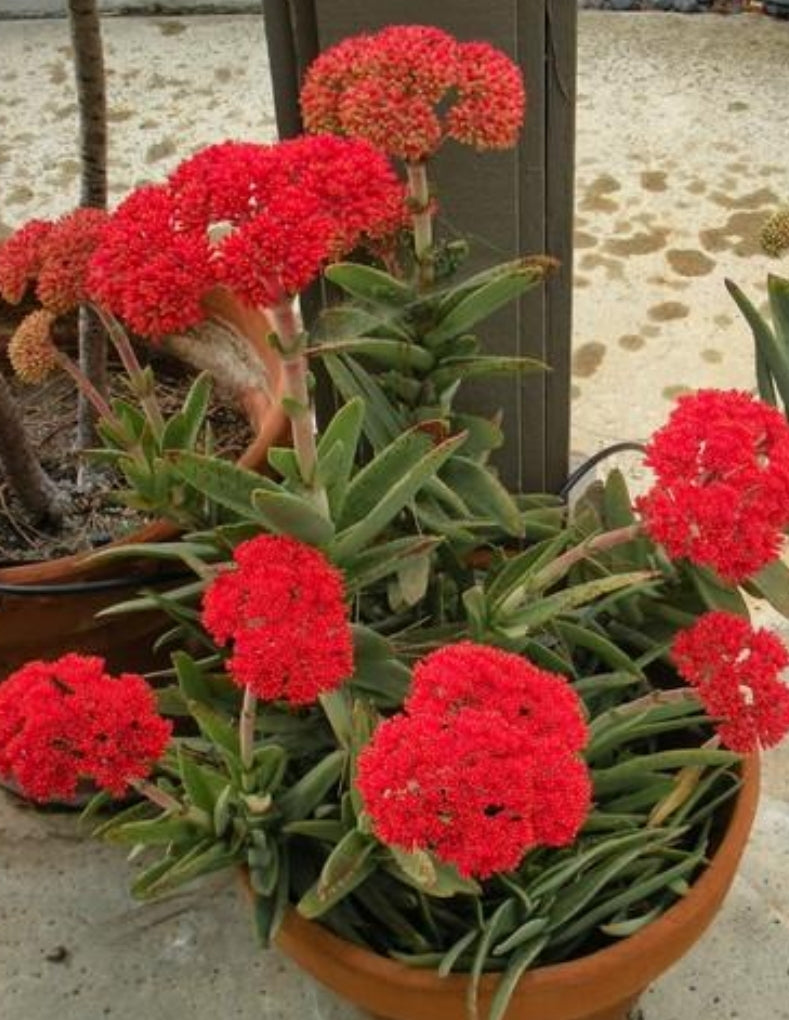 propeller plant succulent Crassula Falcata "Propeller" – AceMegaSucculents