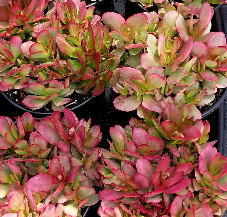 Crassula Platyphylla- Variegated – AceMegaSucculents