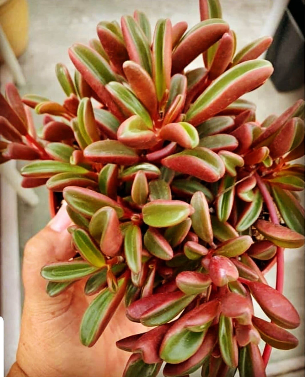 graveolens succulent Peperomia Graveolens Ruby Glow – AceMegaSucculents
