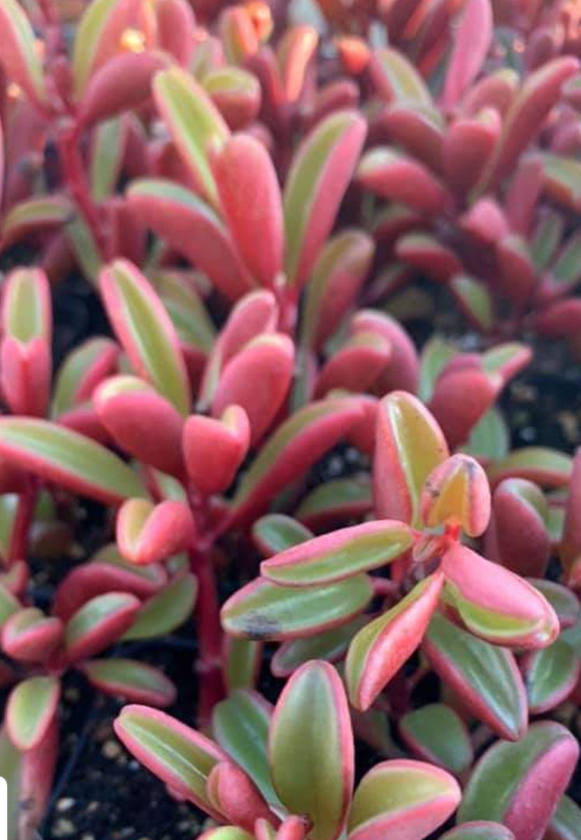 graveolens succulent Peperomia Graveolens Ruby Glow – AceMegaSucculents
