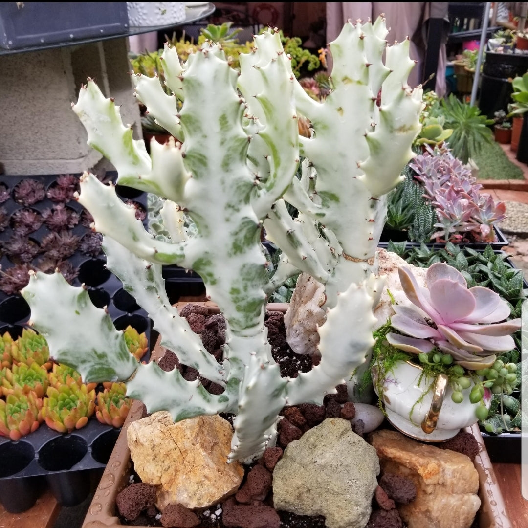variegated ghost plant succulent Euphorbia Lactea Ghost Cactus – AceMegaSucculents