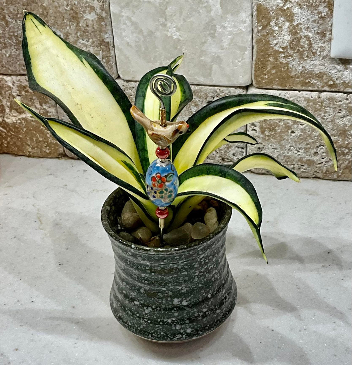 sansevieria wendy Sansevieria Trifasciata Golden Wendy – AceMegaSucculents