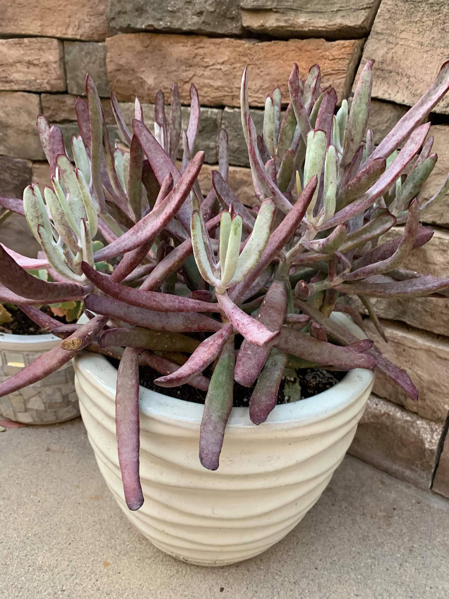 lady finger succulent Cotyledon "Chocolate Fingers" – AceMegaSucculents