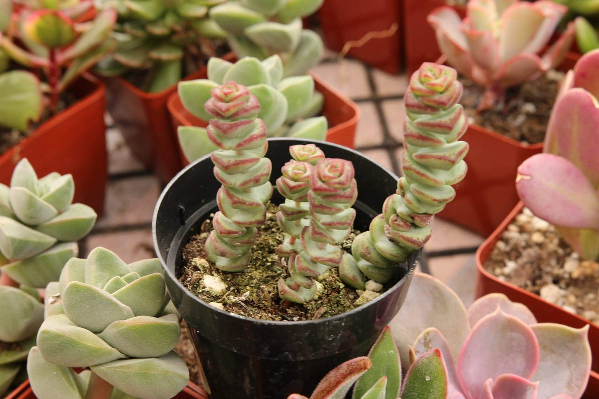 babys necklace succulent Crassula "Baby's Necklace" – AceMegaSucculents