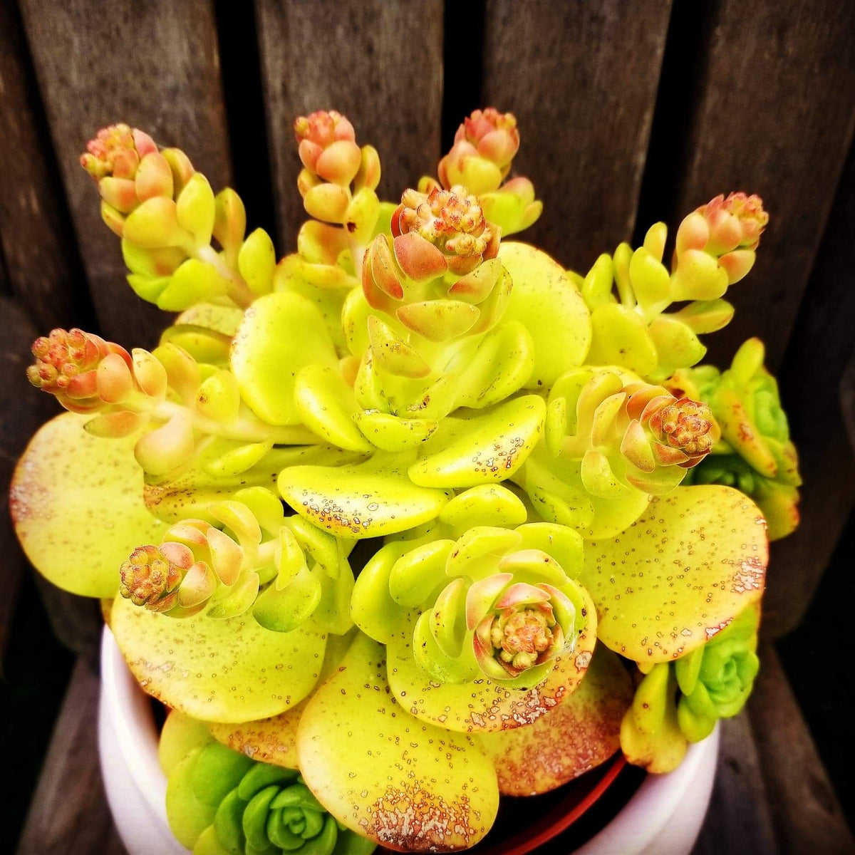Aeonium Lily Pad – AceMegaSucculents