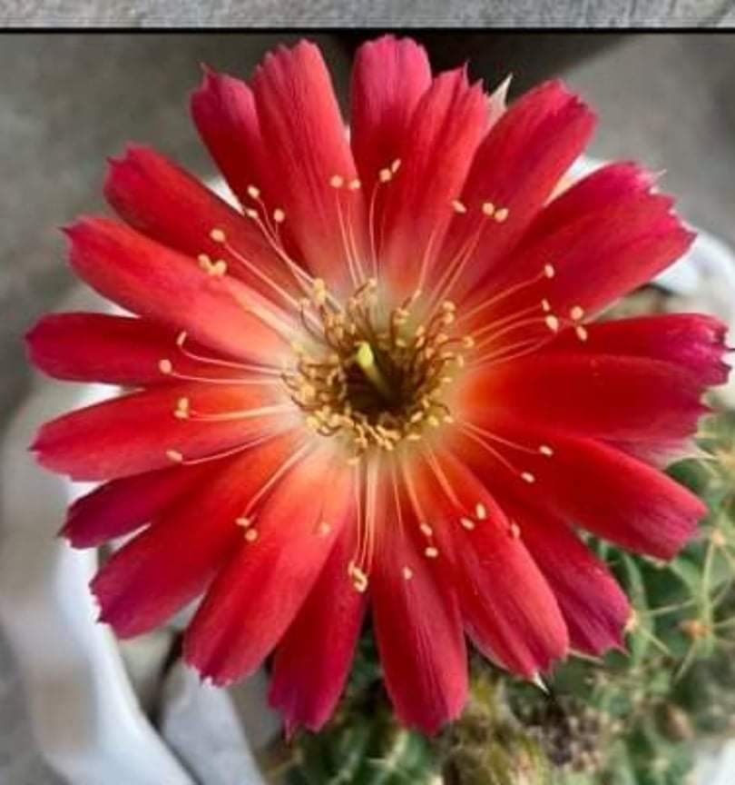 lobivia kaktus Altena Lobivia Cactus – AceMegaSucculents