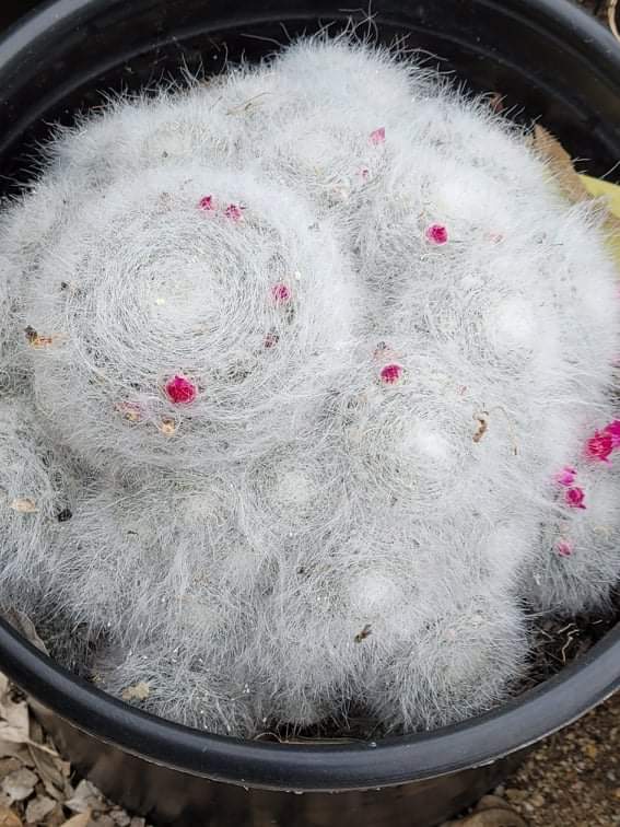 Mammillaria Hahniana Old Lady Cactus – AceMegaSucculents