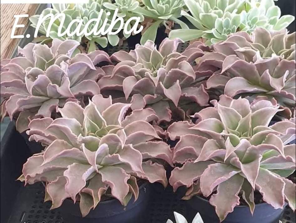 madiba succulent Echeveria Madiba – AceMegaSucculents