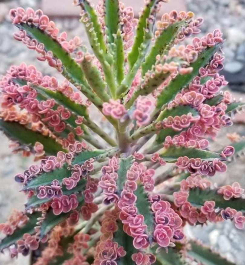 succulent butterfly plant Kalanchoe 'Pink Butterflies – AceMegaSucculents