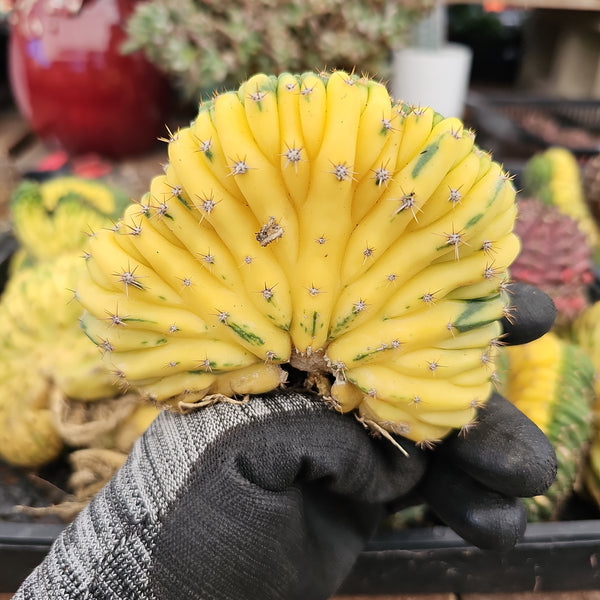San Pedro Crested Cactus Variegated Rare Import