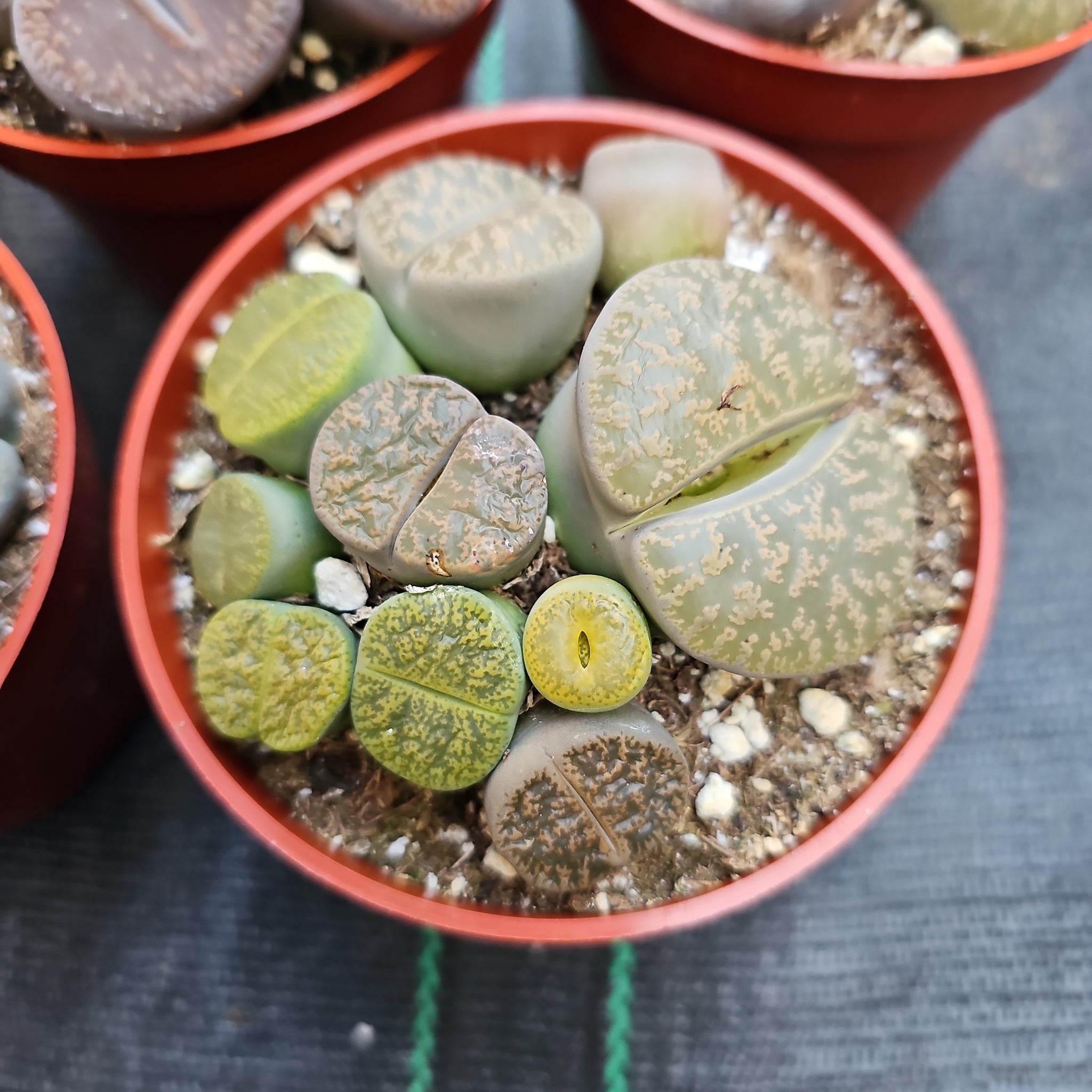 stone face succulent Lithops multiple heads – AceMegaSucculents