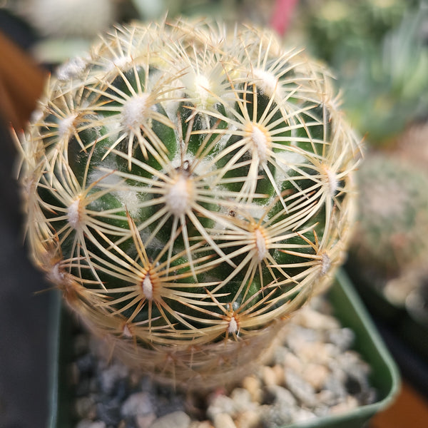 Coryphantha recurvata