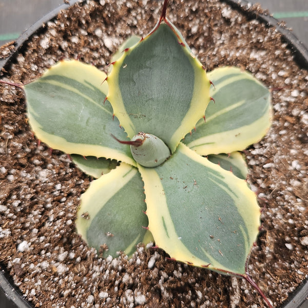 Agave parryi truncata Variagated (rare)