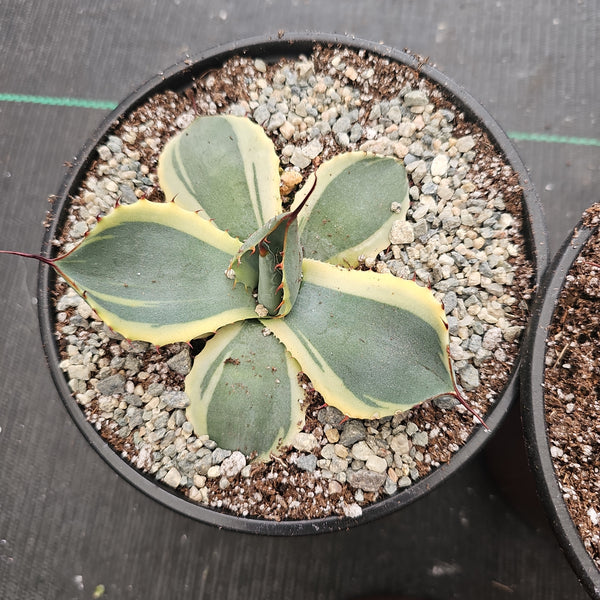 Agave parryi truncata Variagated (rare)