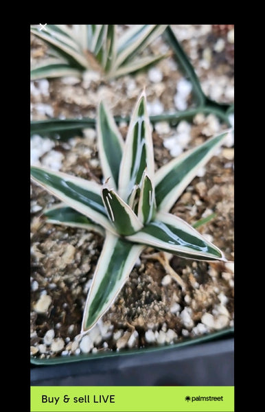 Agave white Rhino 5"