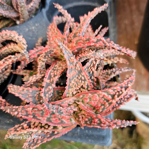 Aloe Crimson Dragon
