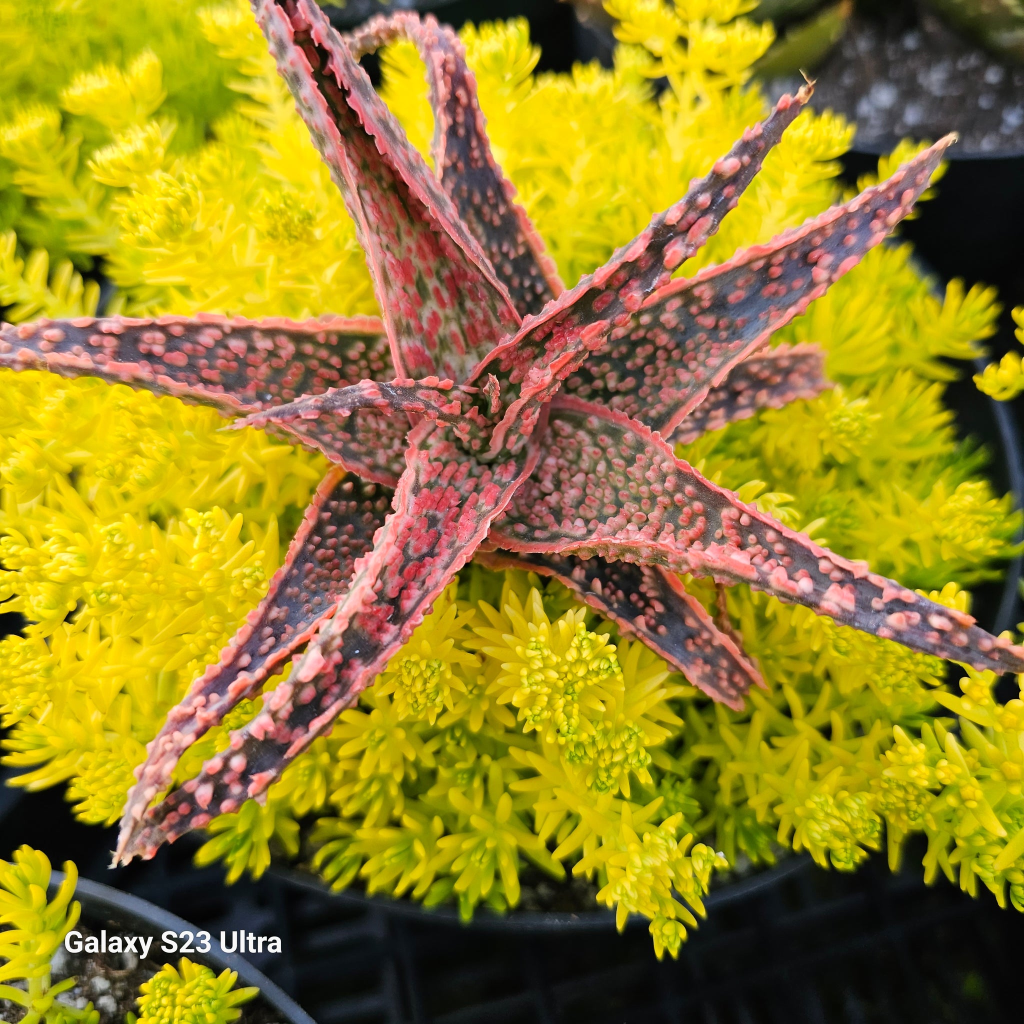 Aloe Crimson Dragon – AceMegaSucculents