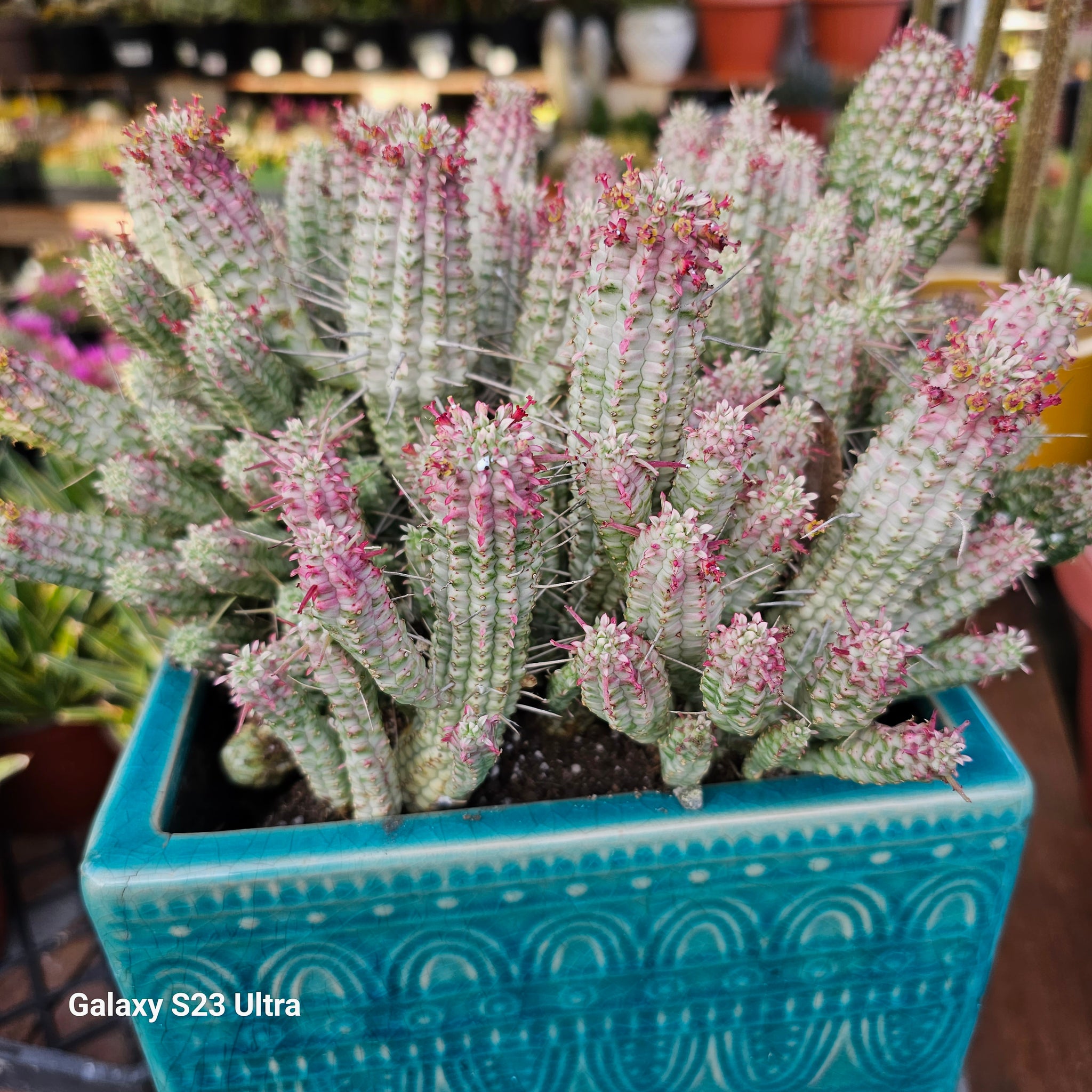 corn cob succulent Euphorbia Mammillaris Corn Cob – AceMegaSucculents