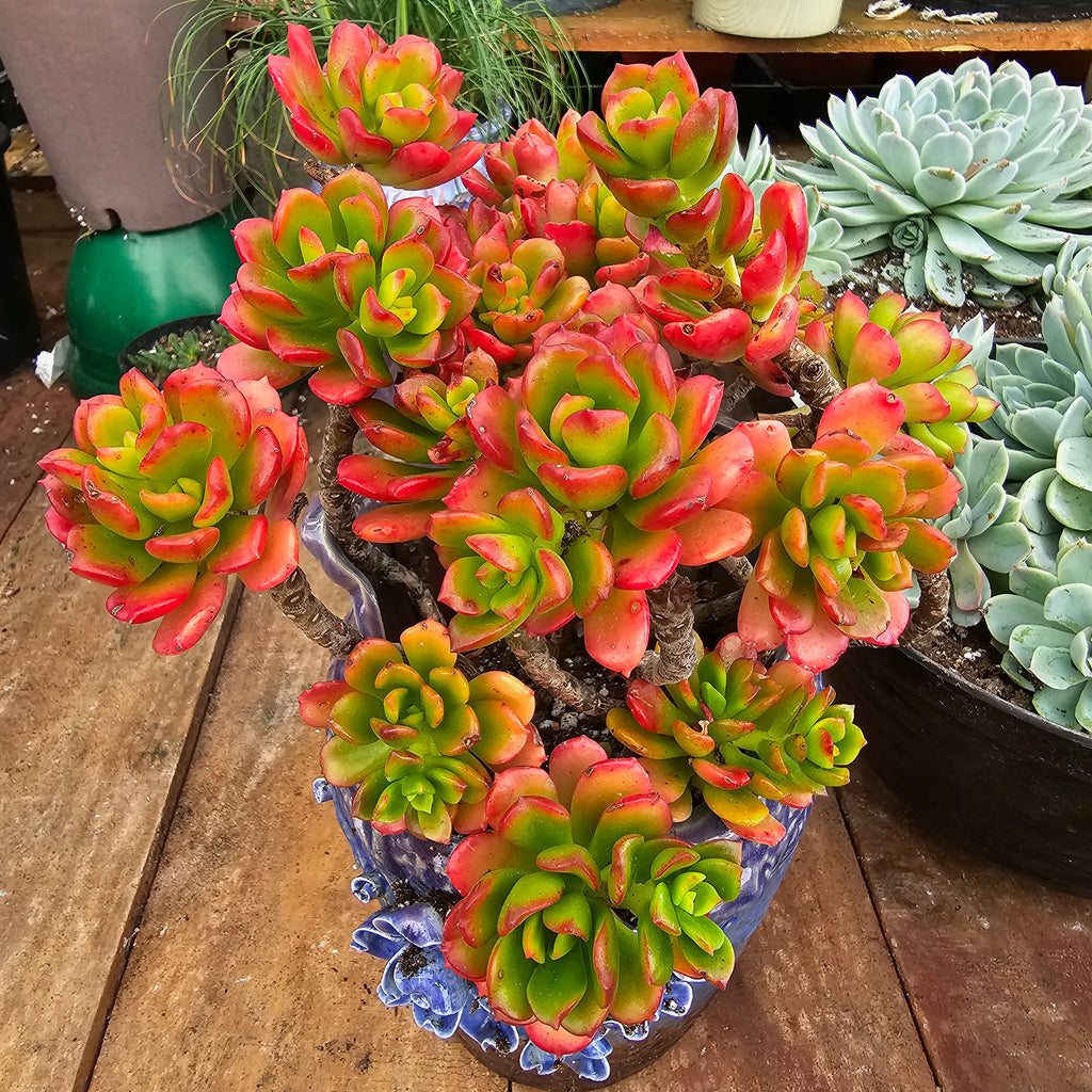 copper rose succulent Echeveria Multicaulis – AceMegaSucculents