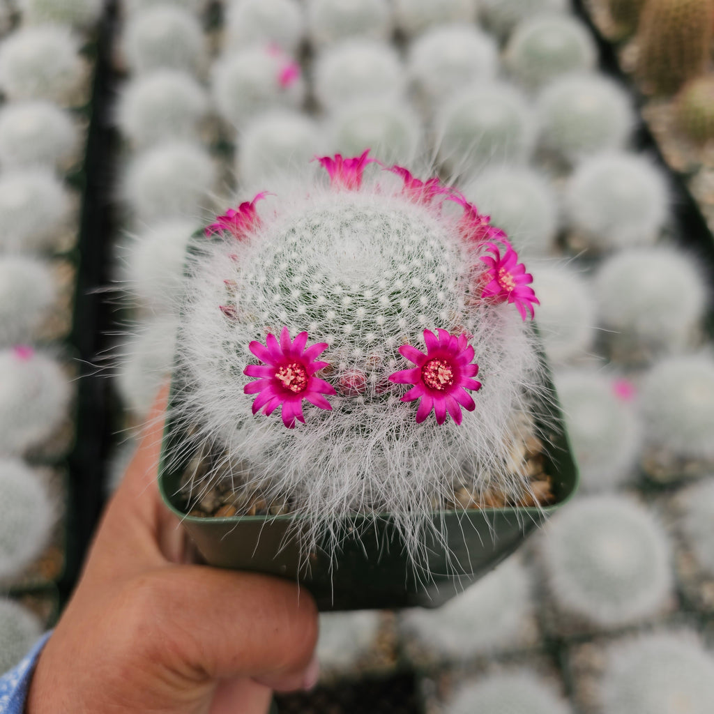 old lady succulent tour Mammillaria Hahniana Old Lady Cactus – AceMegaSucculents