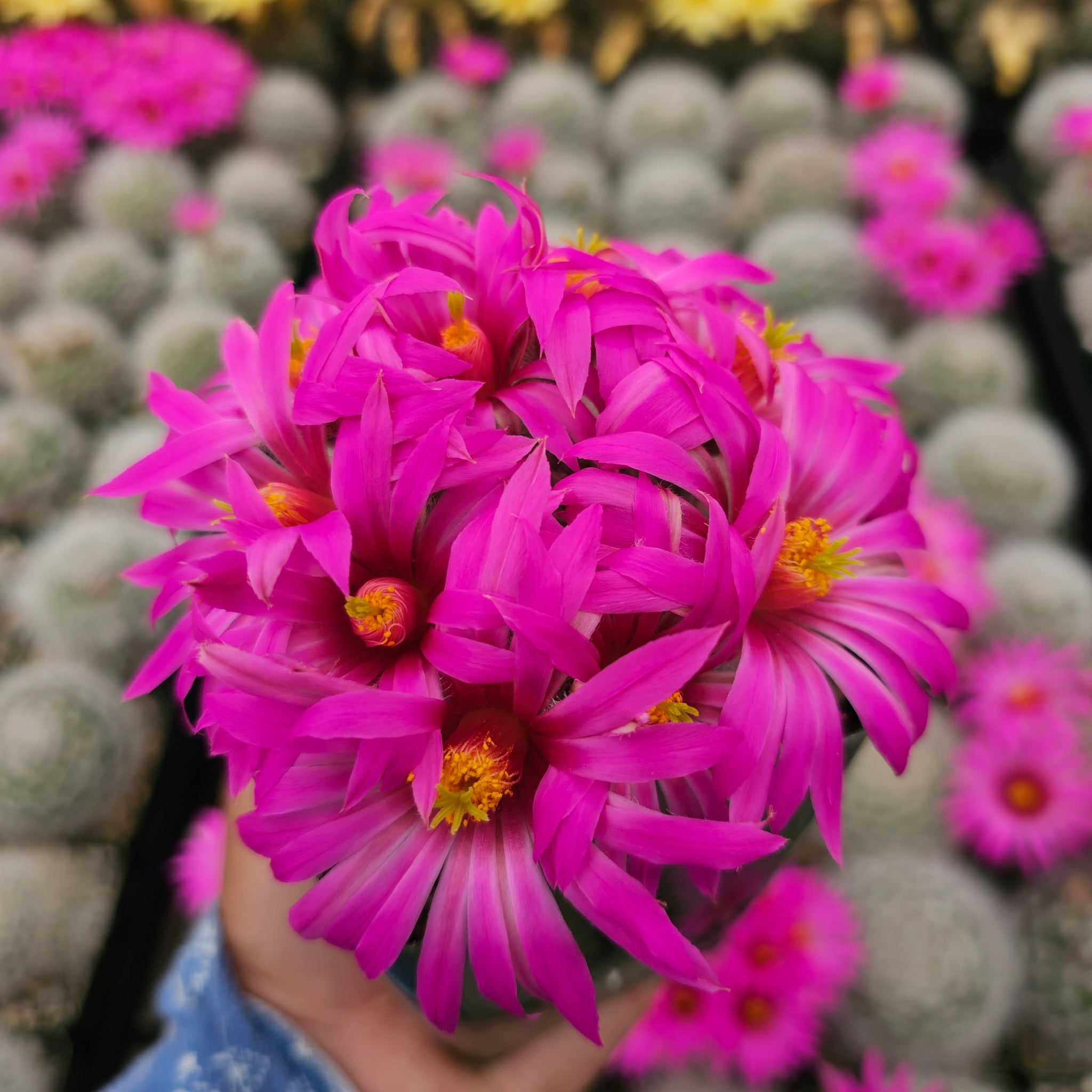 Mammillaria guelzowiana – AceMegaSucculents
